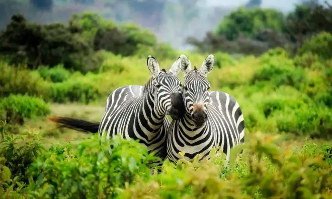 Qué Es Reino Animalia - Definición, Significado Y Concepto