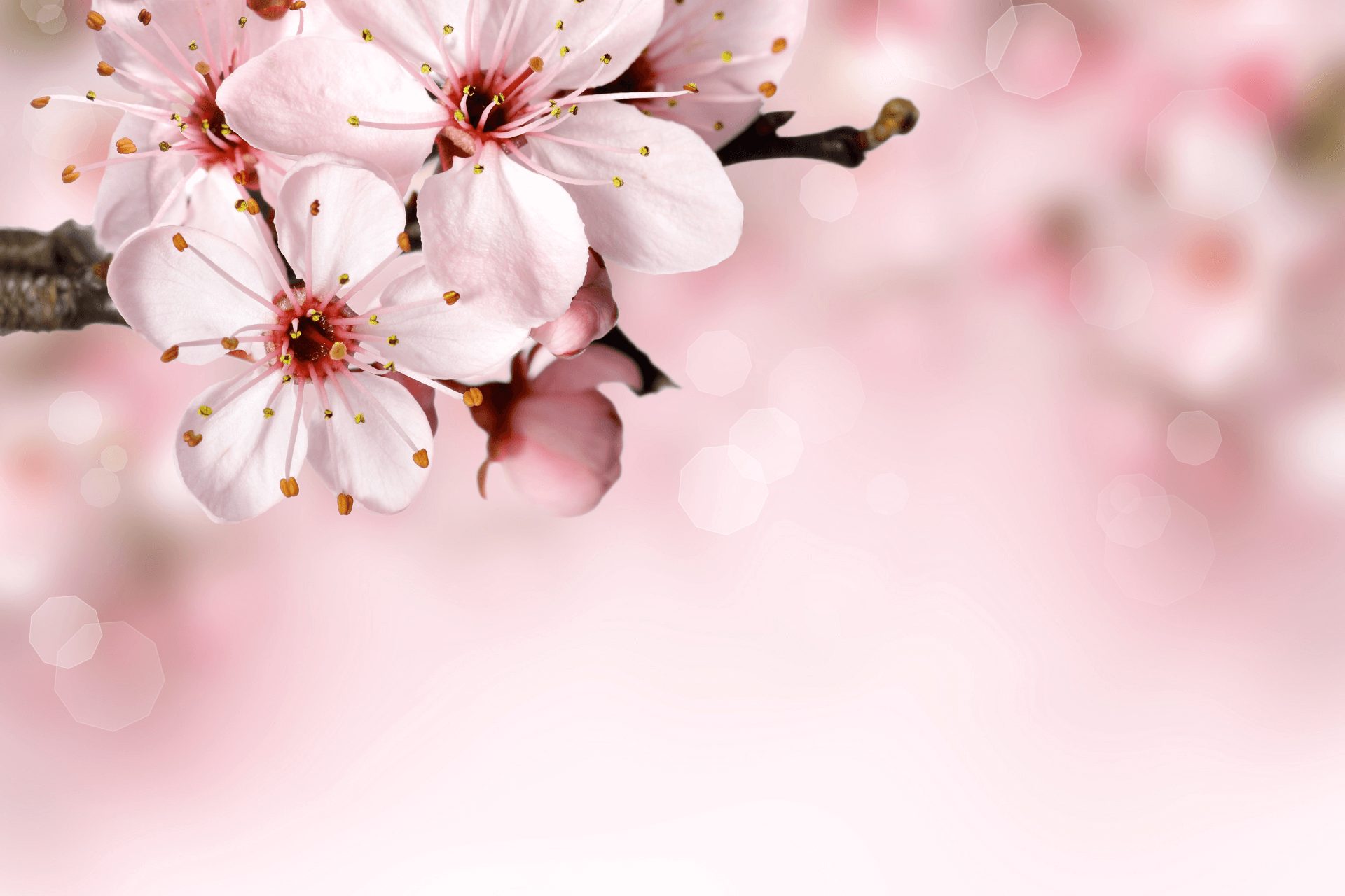 Qué es Flor de cerezo - Definición, Significado y Concepto